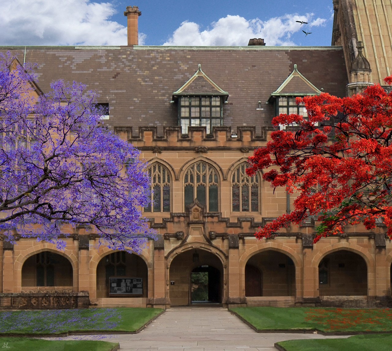 Artist’s impression of the jacaranda tree and flame tree in bloom. Credit: The University of Sydney.