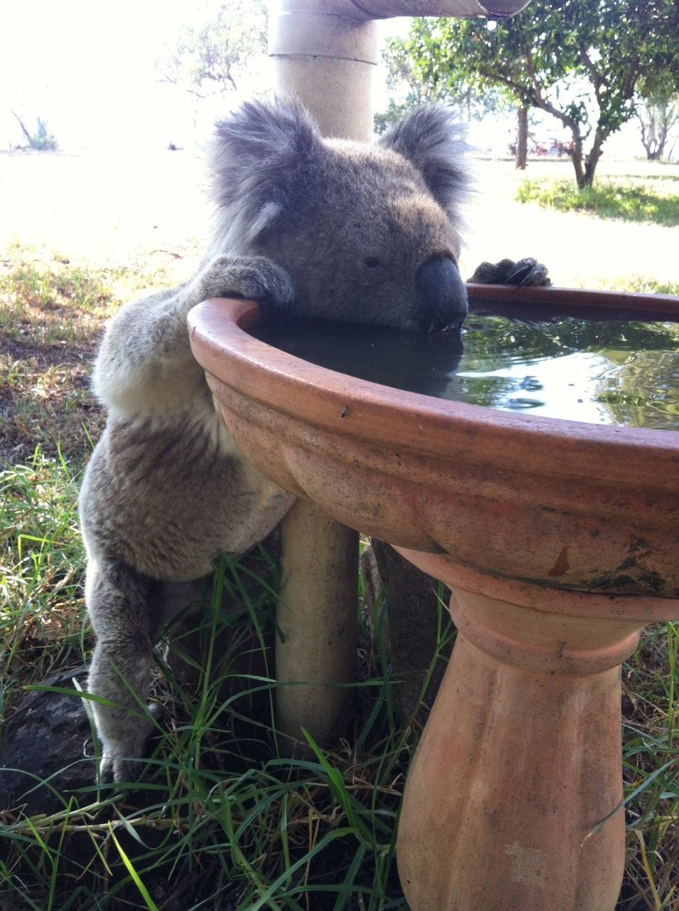 A regular visitor to a neighbouring farm’s bird bath on The Dip property in Gunnedah disappeared after a recent heatwave. Credit Kate Wilson. Top of page: Lead researcher Dr Mella on on the farm where the study is being carried out. Credit Caroline Marschner.