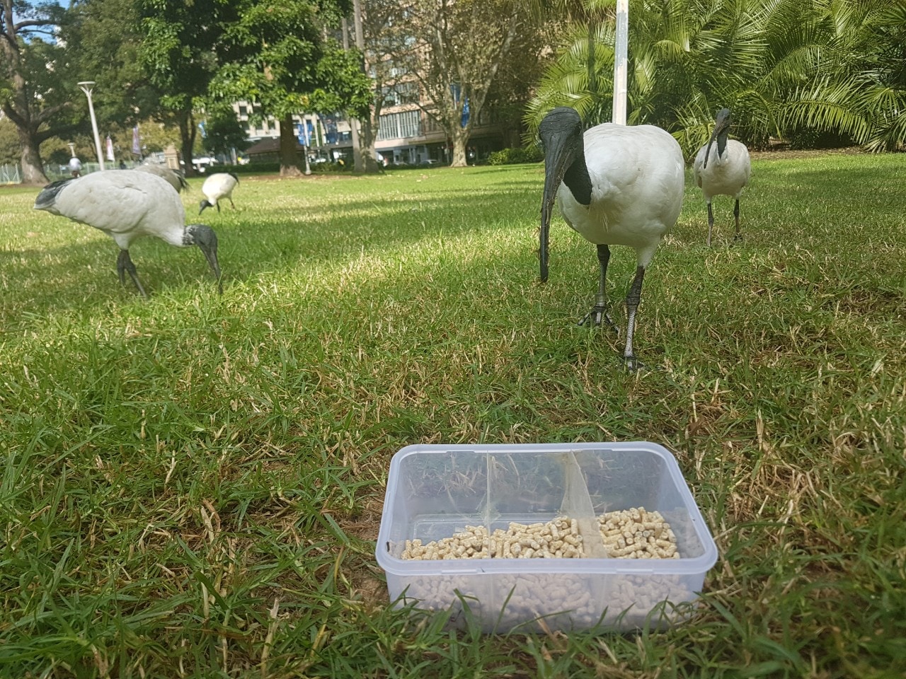 A photo of ibis about to choose what they want to eat from a container.