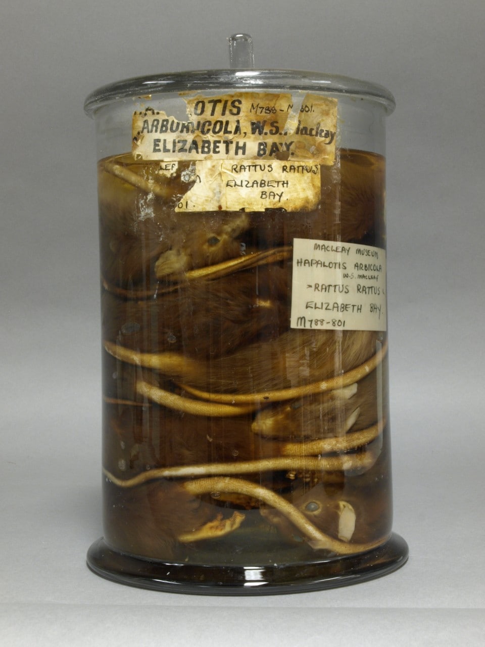 The Macleay Museum's jar of rats. 