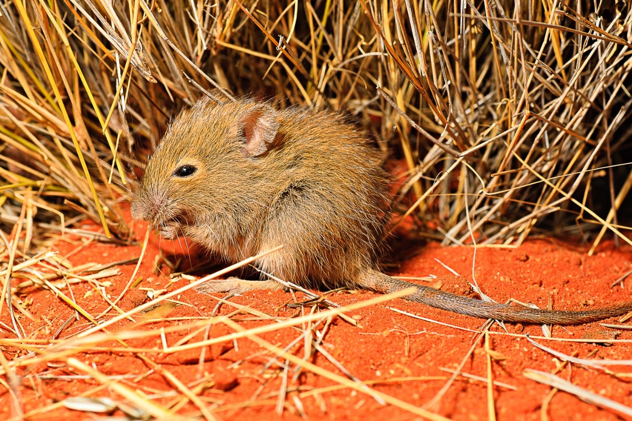 The desert mouse, Pseudomys desertor, is listed as Critically Endangered in NSW but not in Queensland. It is one of the species of rodents we capture as part of our work. Photos taken in the Simpson Desert; credit Aaron Greenville.