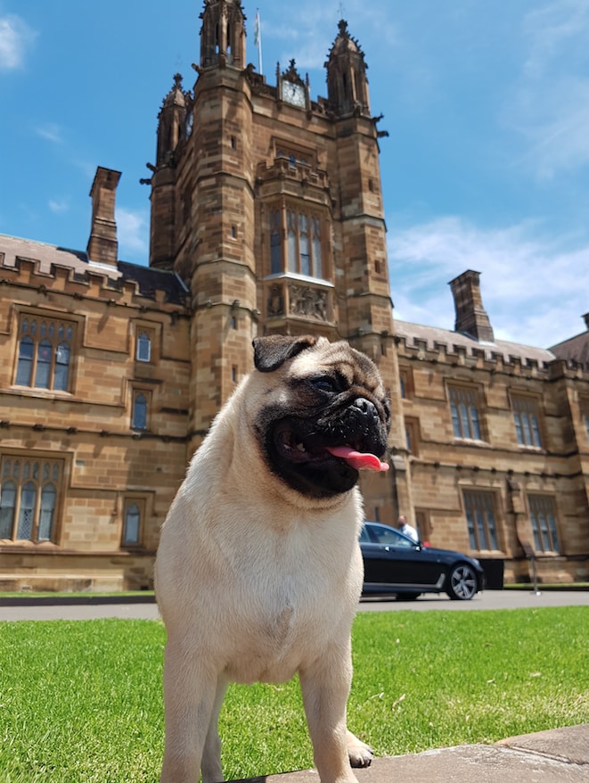 Chicken the dog in front of the Sydney Quadrangle