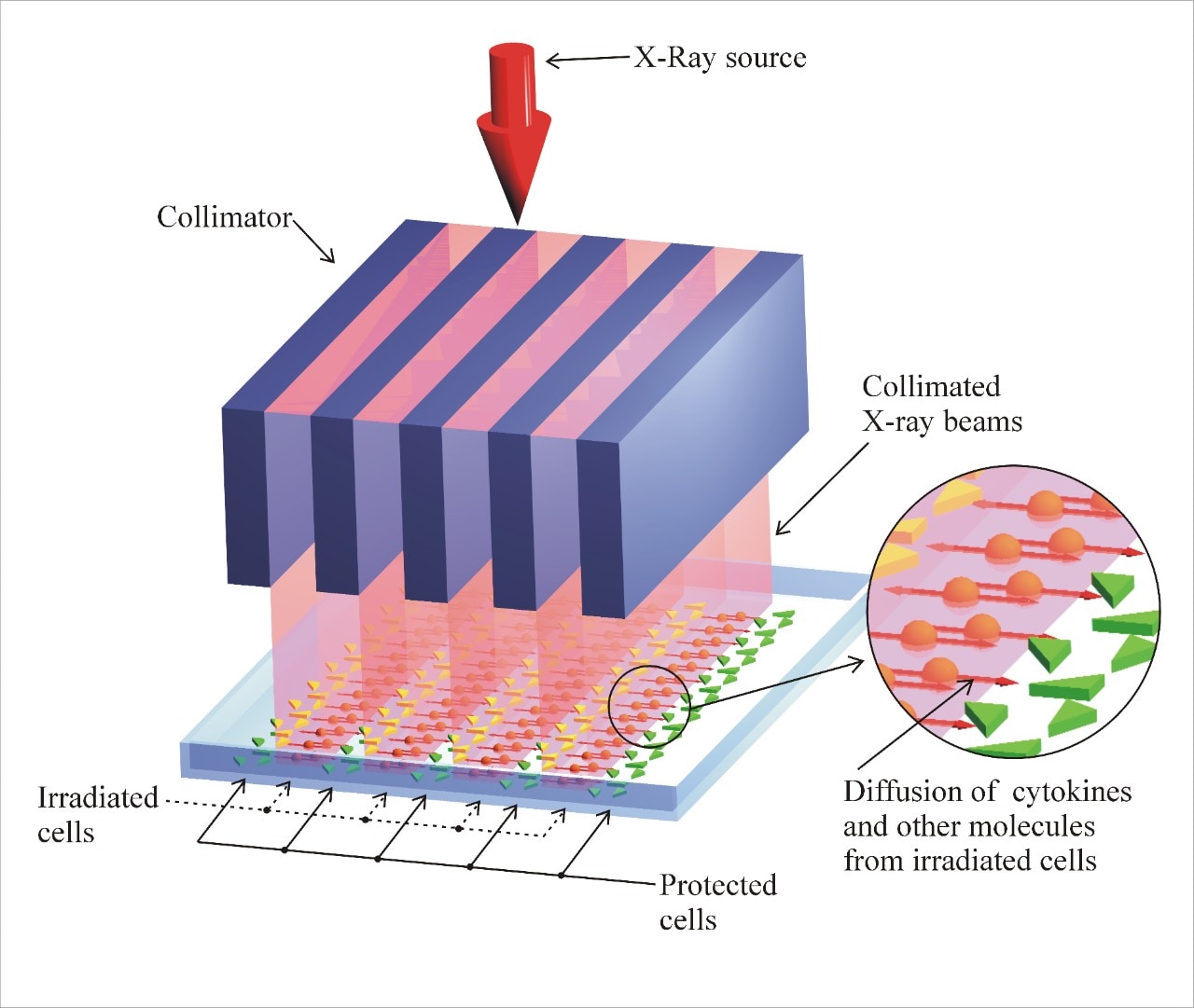 Diagram showing how targeted stripes of radiation can interact with cells, using the bystander effect.