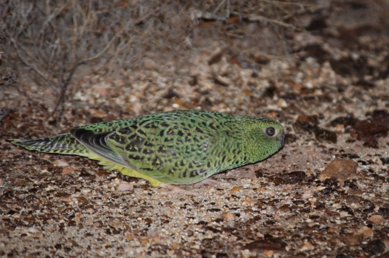Exact population locations of Australia's night parrot (Pezoporus occidentalis), recently rediscovered in the arid zone of Australia, were kept secret; however historical published data is helping conservation managers to understand the species better. Credit Nicholas P. Leseberg.