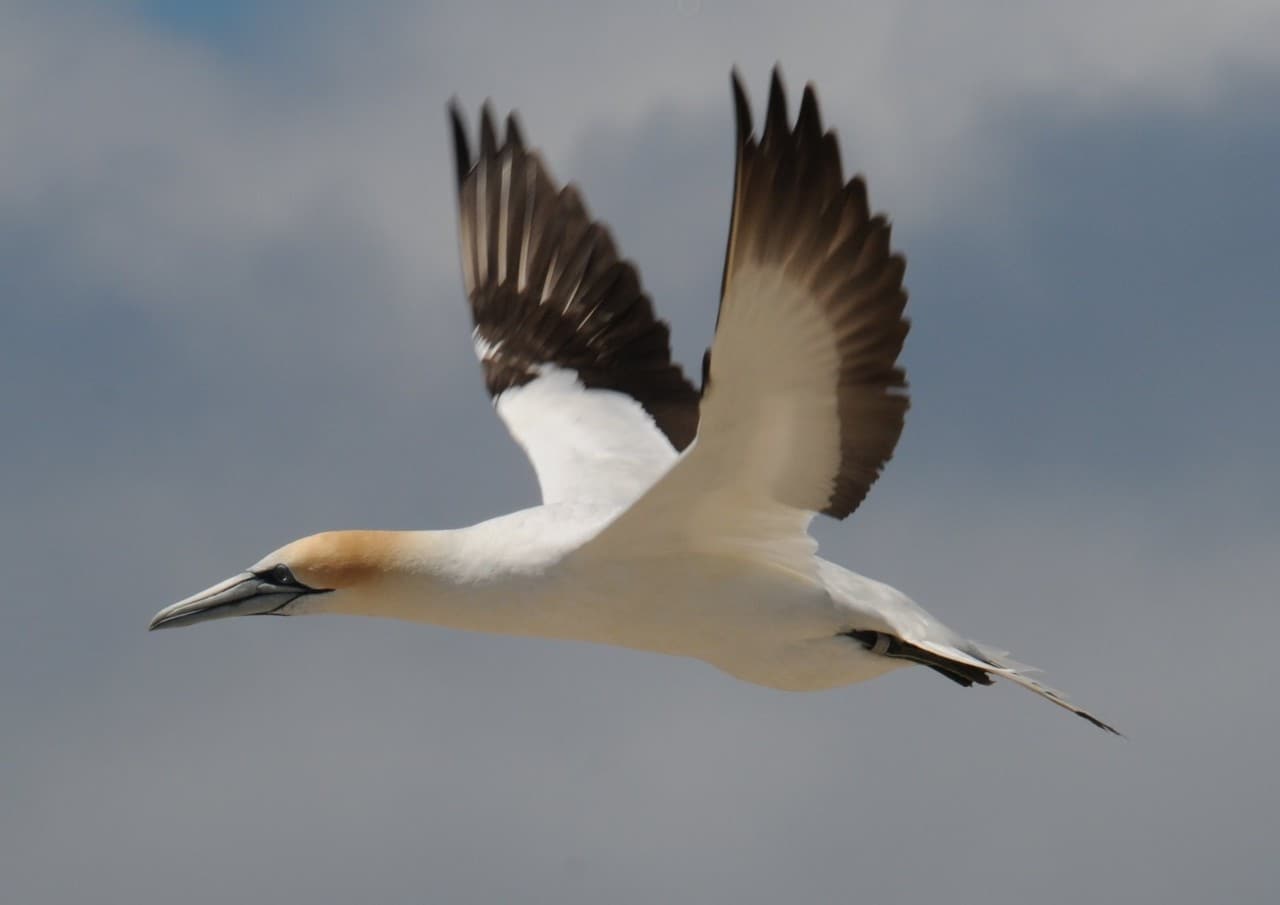 Australasian gannet
