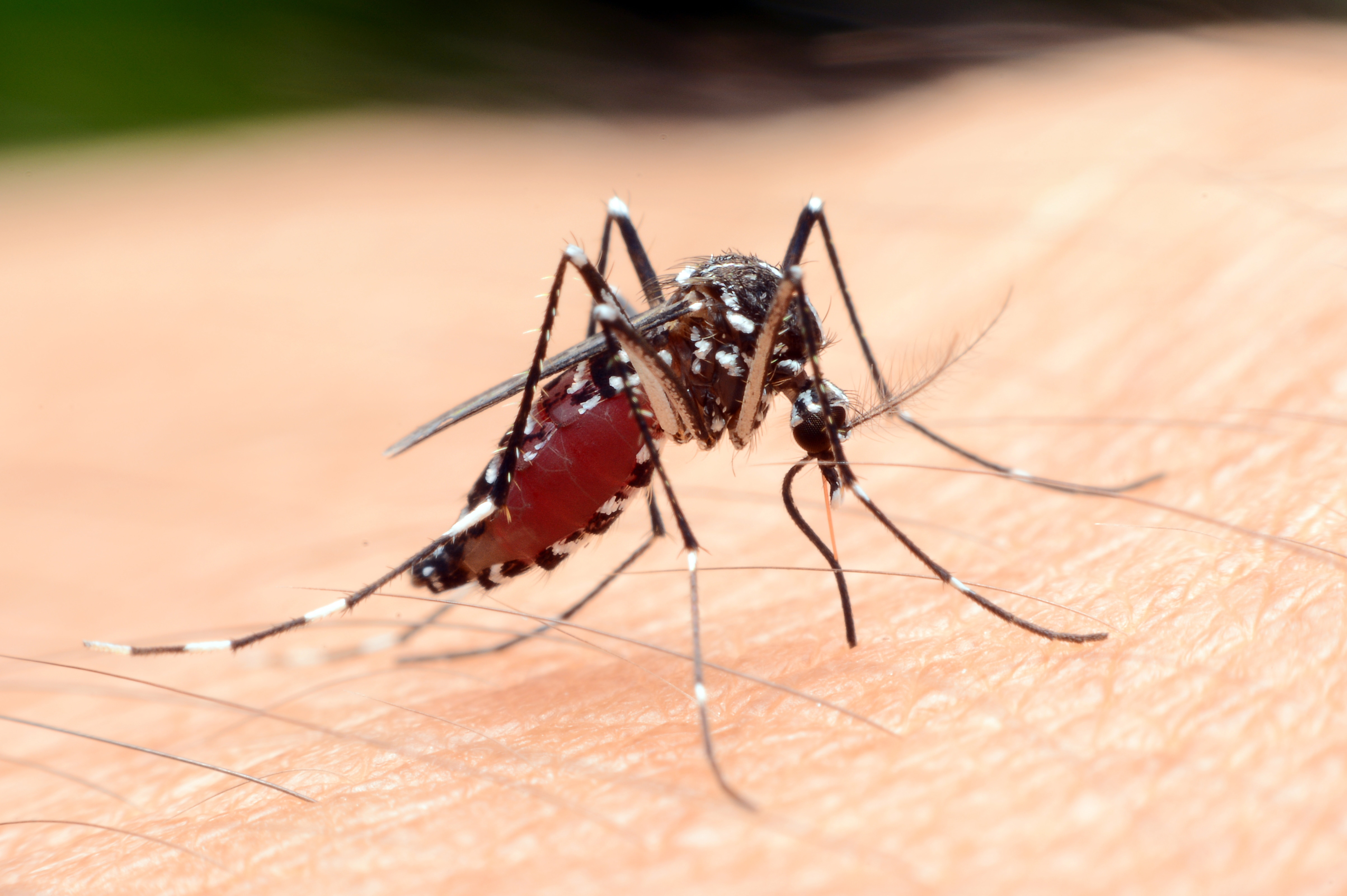 Mosquito saliva vital to the discovery of future drugs - The University of  Sydney