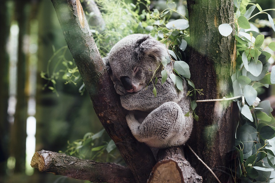 The sequencing of the koala genome was announced in July. Now scientists want to sequence the genomes of 1.5 million species.