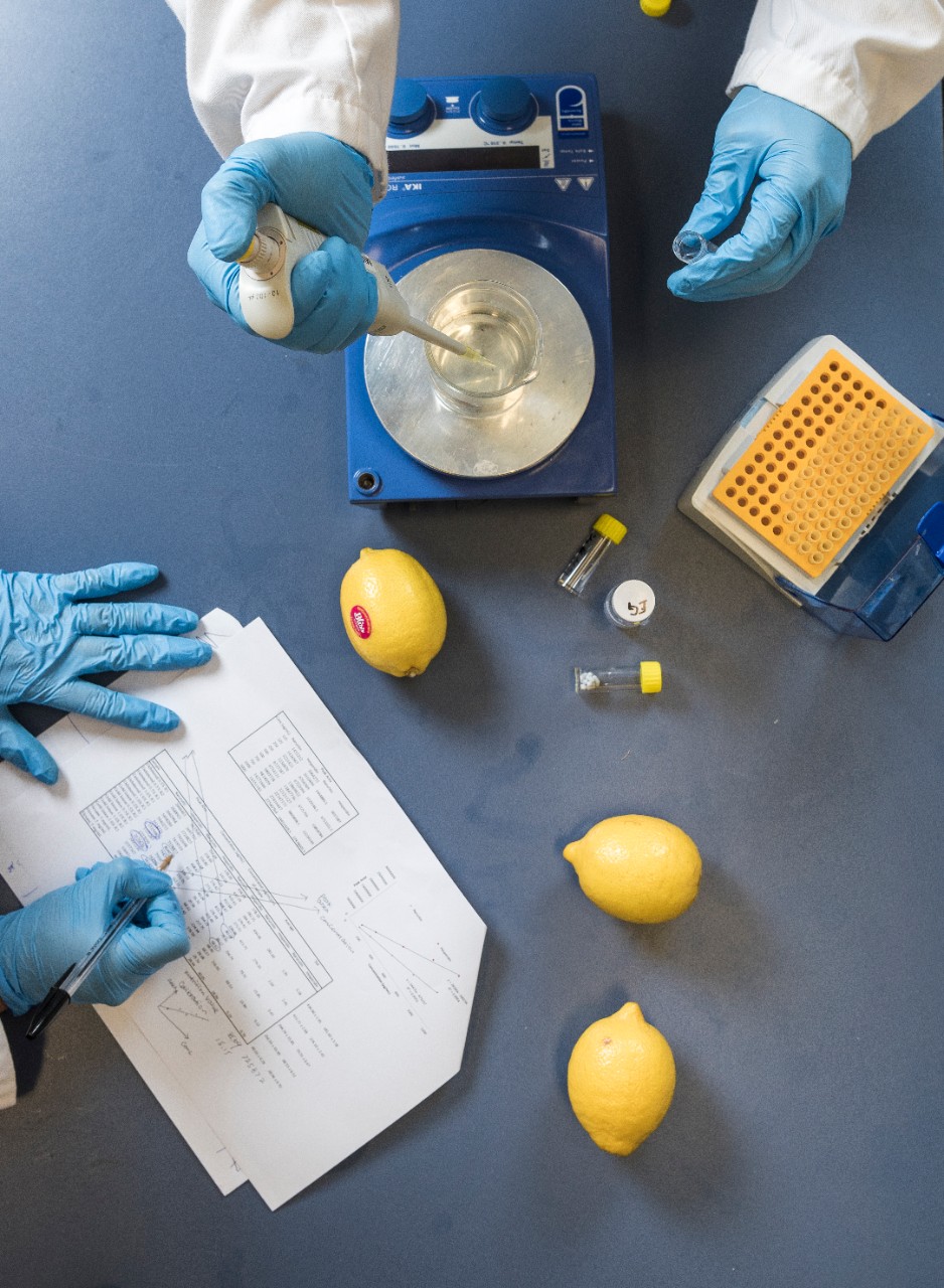 Scientists researching lemons in the lab