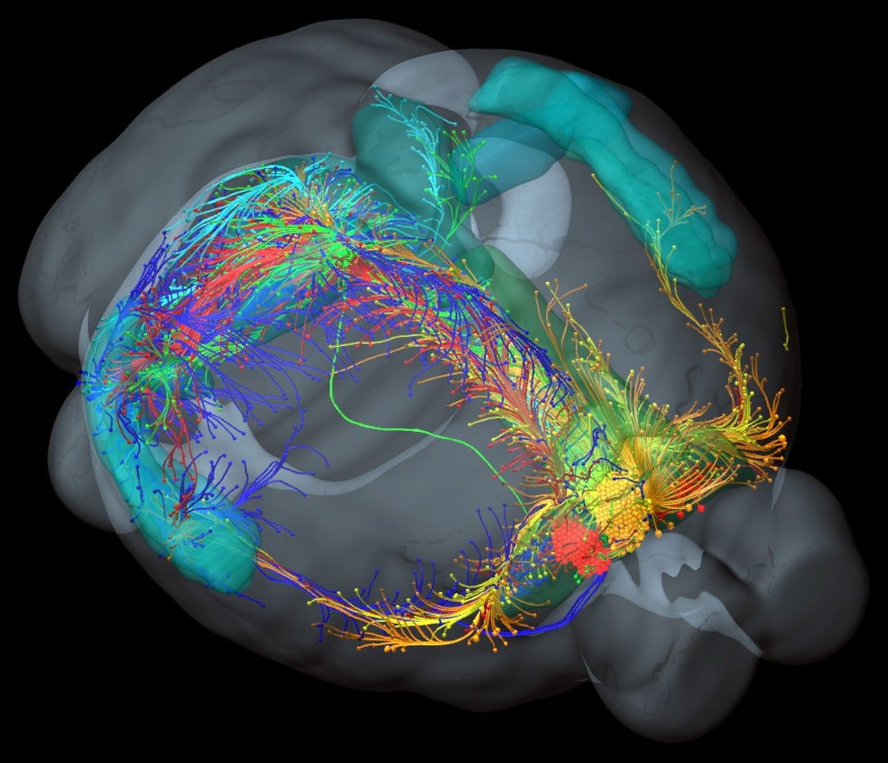 Digital image of a mouse brain with mapping
