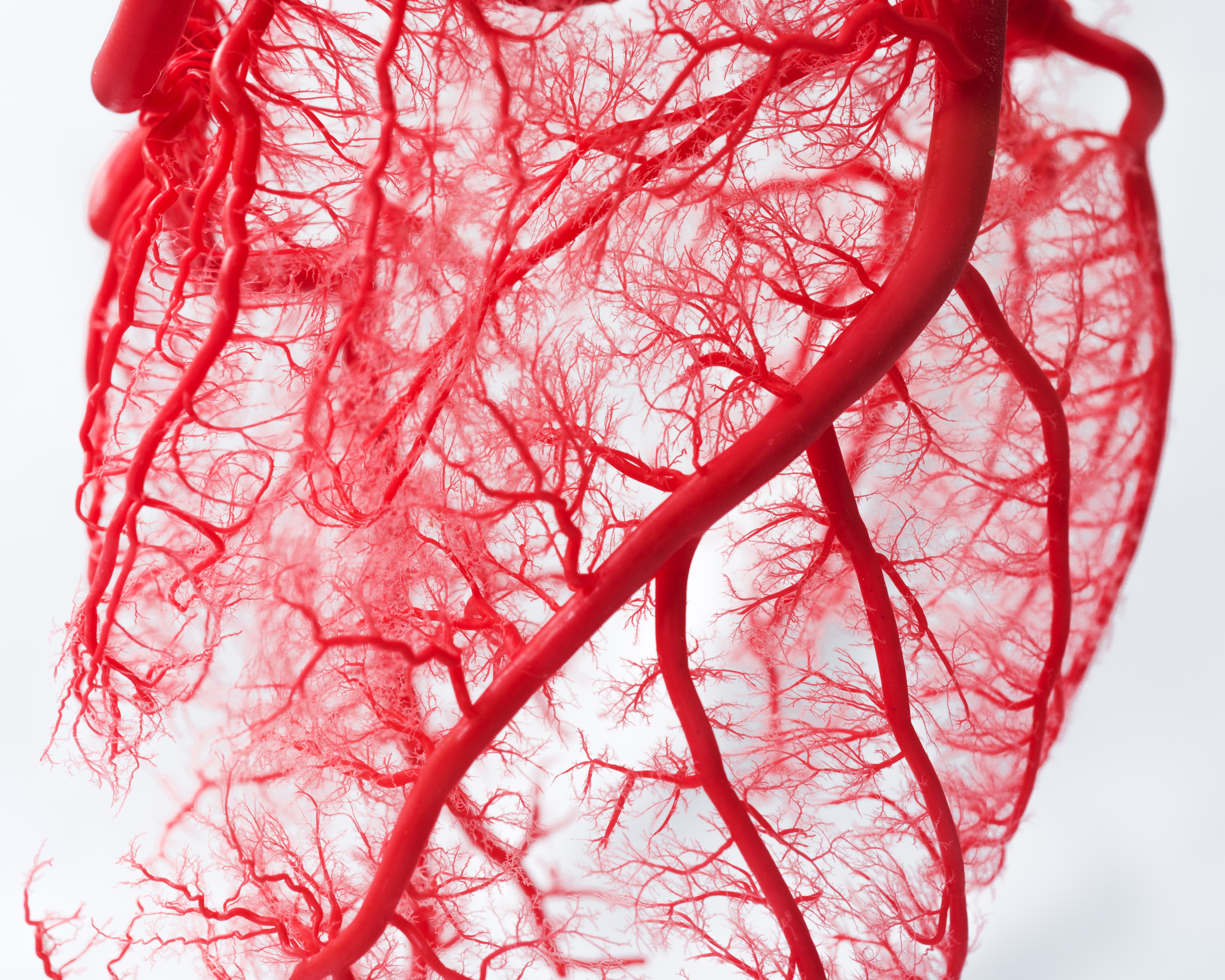 Сниженное кровообращение. Сосуды кровеносной системы человека. Кровеносные сосуды капилляры. Сердце и кровеносные сосуды. Артериальные и венозные сосуды.