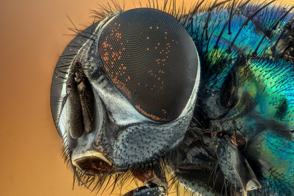 close up image of a fly's eyes