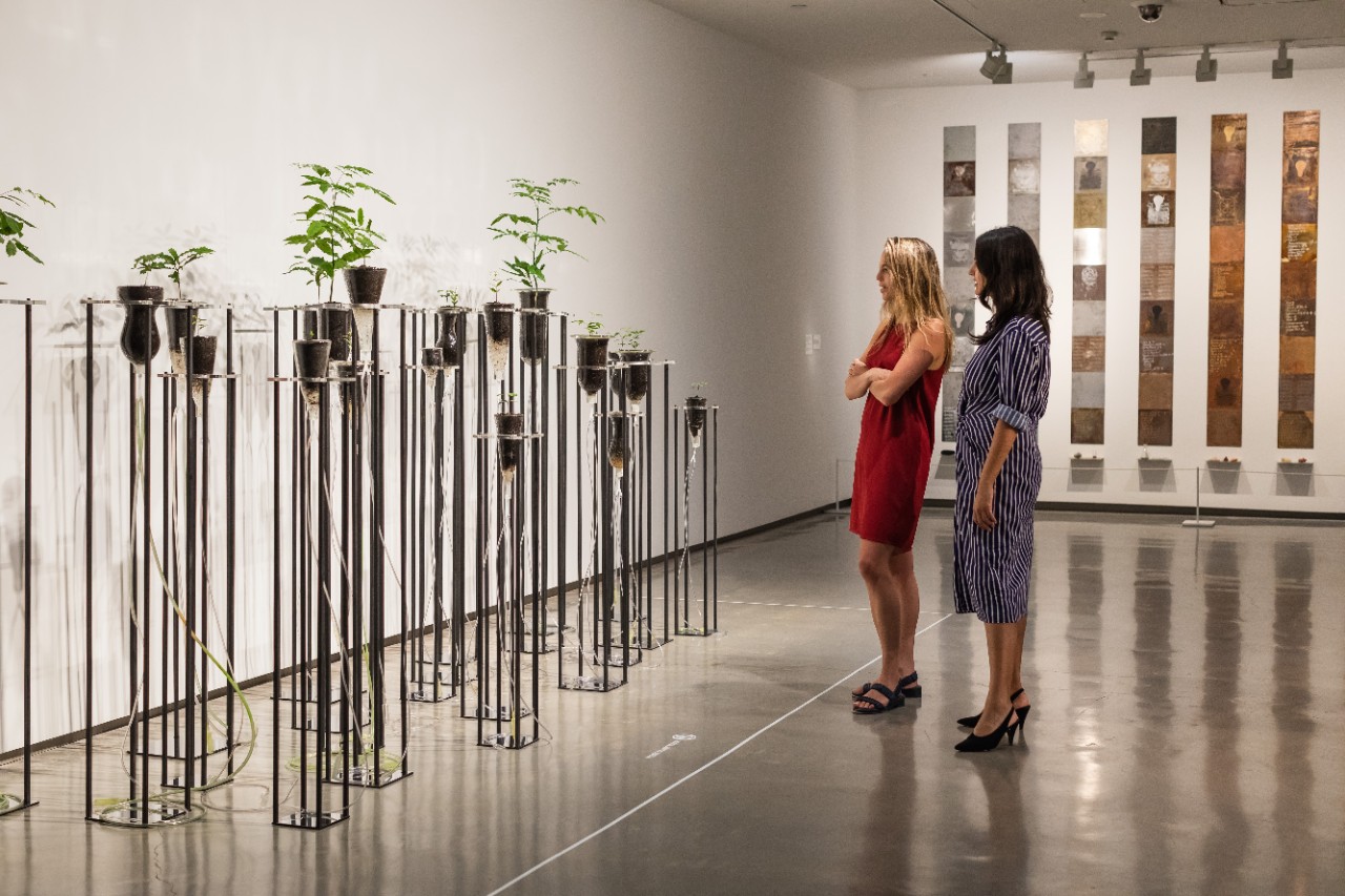 photo of art gallery visitors looking at an art work which is live plants in tall test tubes