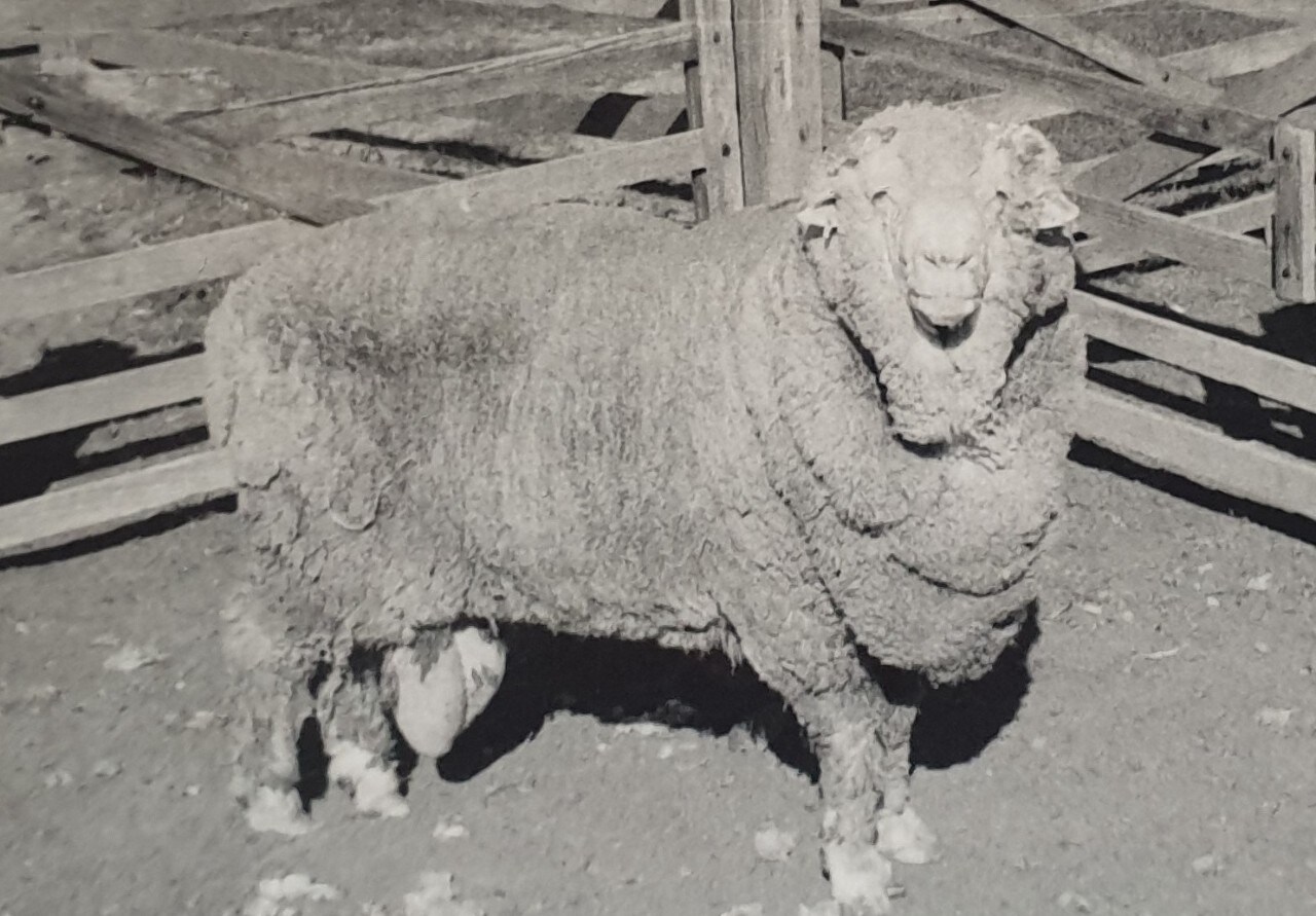 'Sir Freddie', one of the rams whose sperm was frozen in 1968. Courtesy of the Walker family