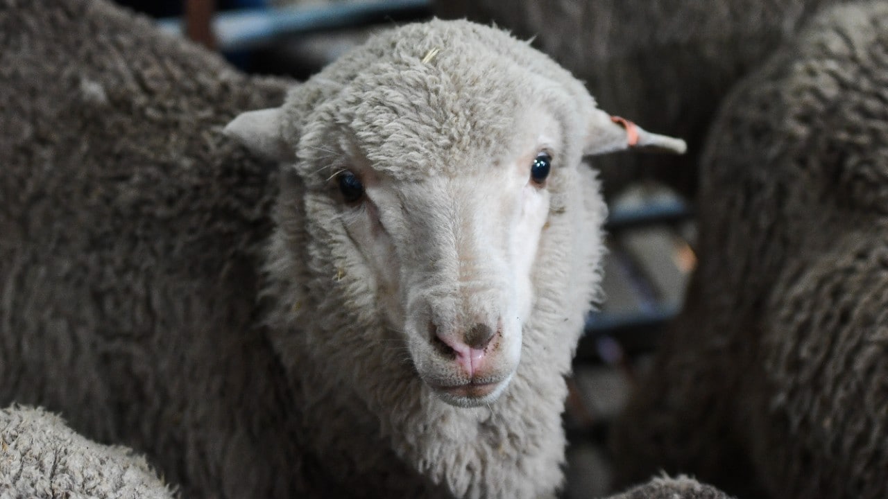 Merino lamb born in 2018 from 50 year old semen stored at the University of Sydney. Photo: Morgan Hancock