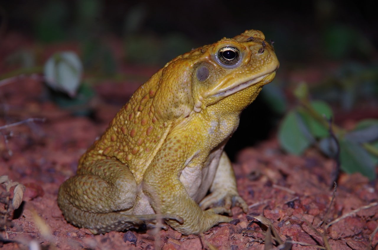 photo of a cane toad sitting