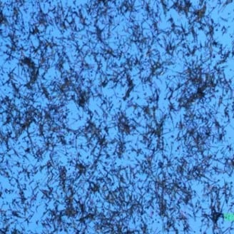 Optical micrograph image of the nanowire network from the study.