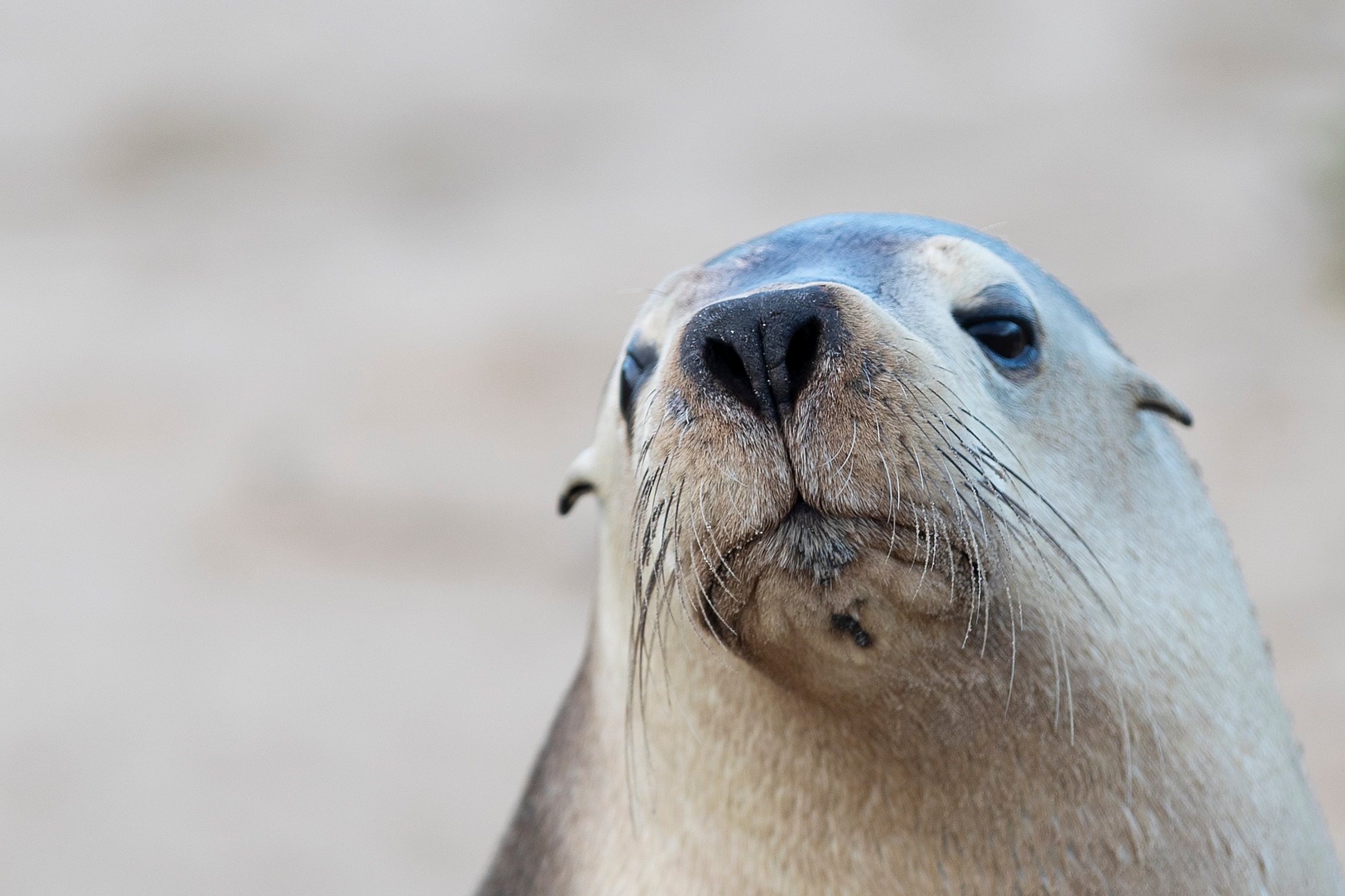 Saving our sea lions The University of Sydney