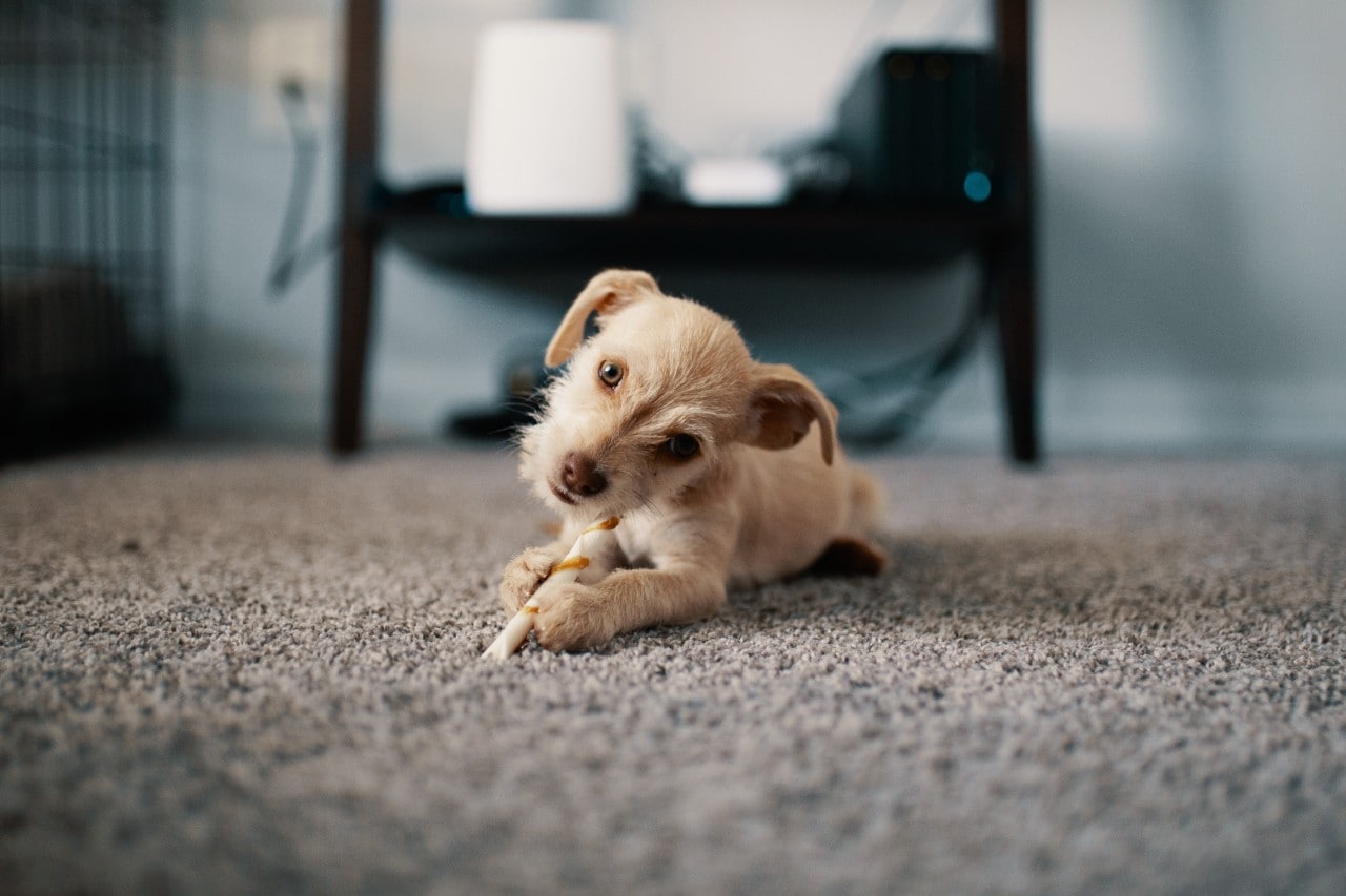 Photo of a small dog on a rug