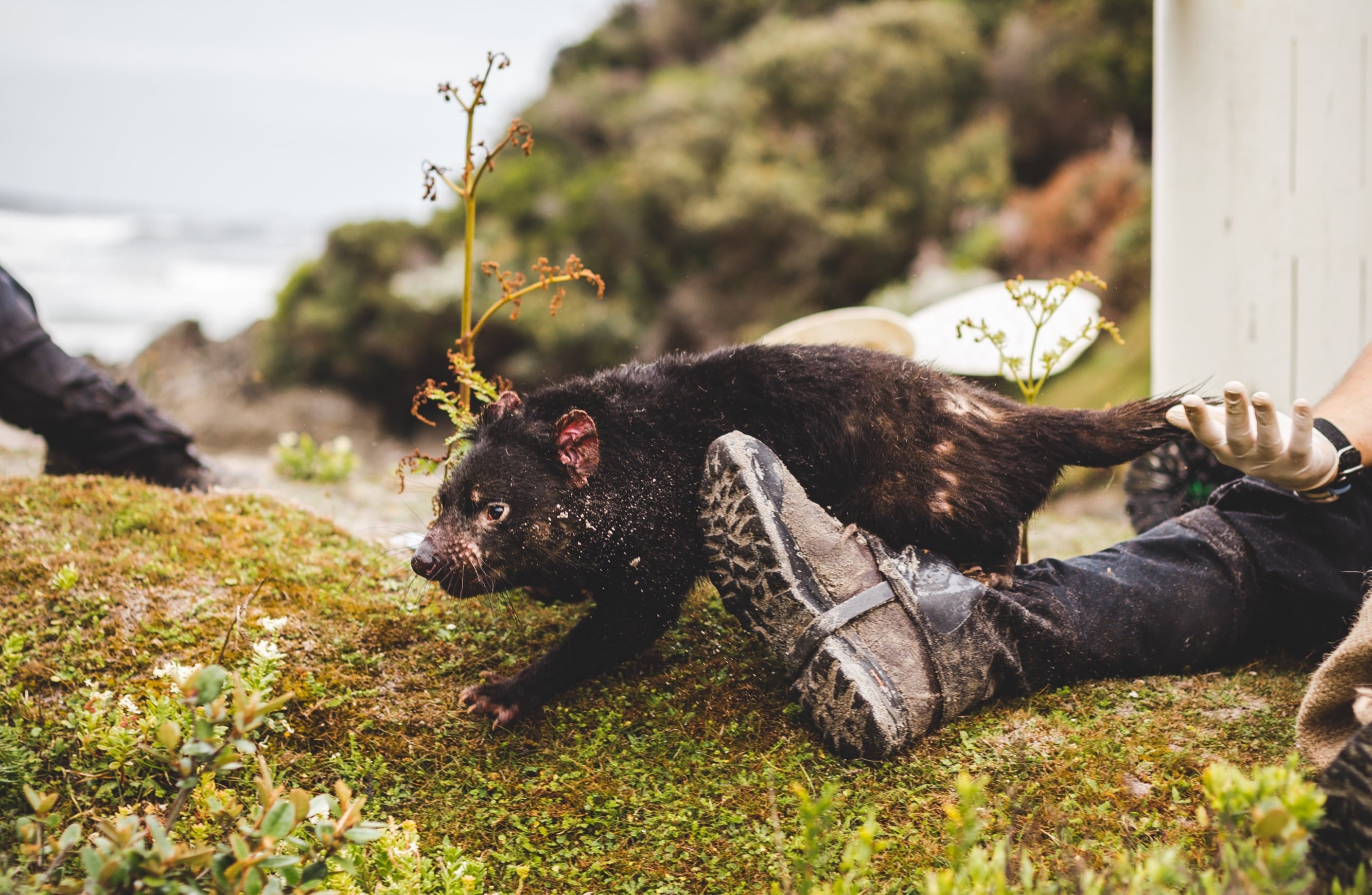 Saving the Tasmanian devil: crowdfunded mission raises new hope - The
