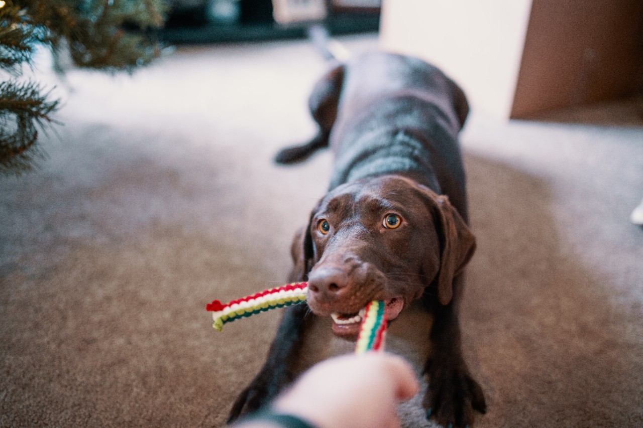 photo of a dog pulling on a chewy toy playing with owner