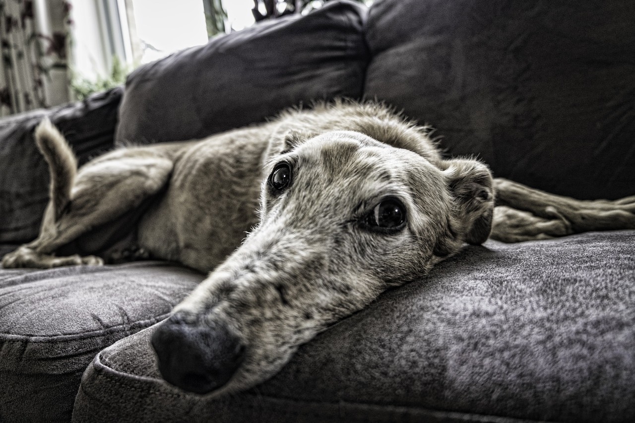 Photo of a large dog on the couch