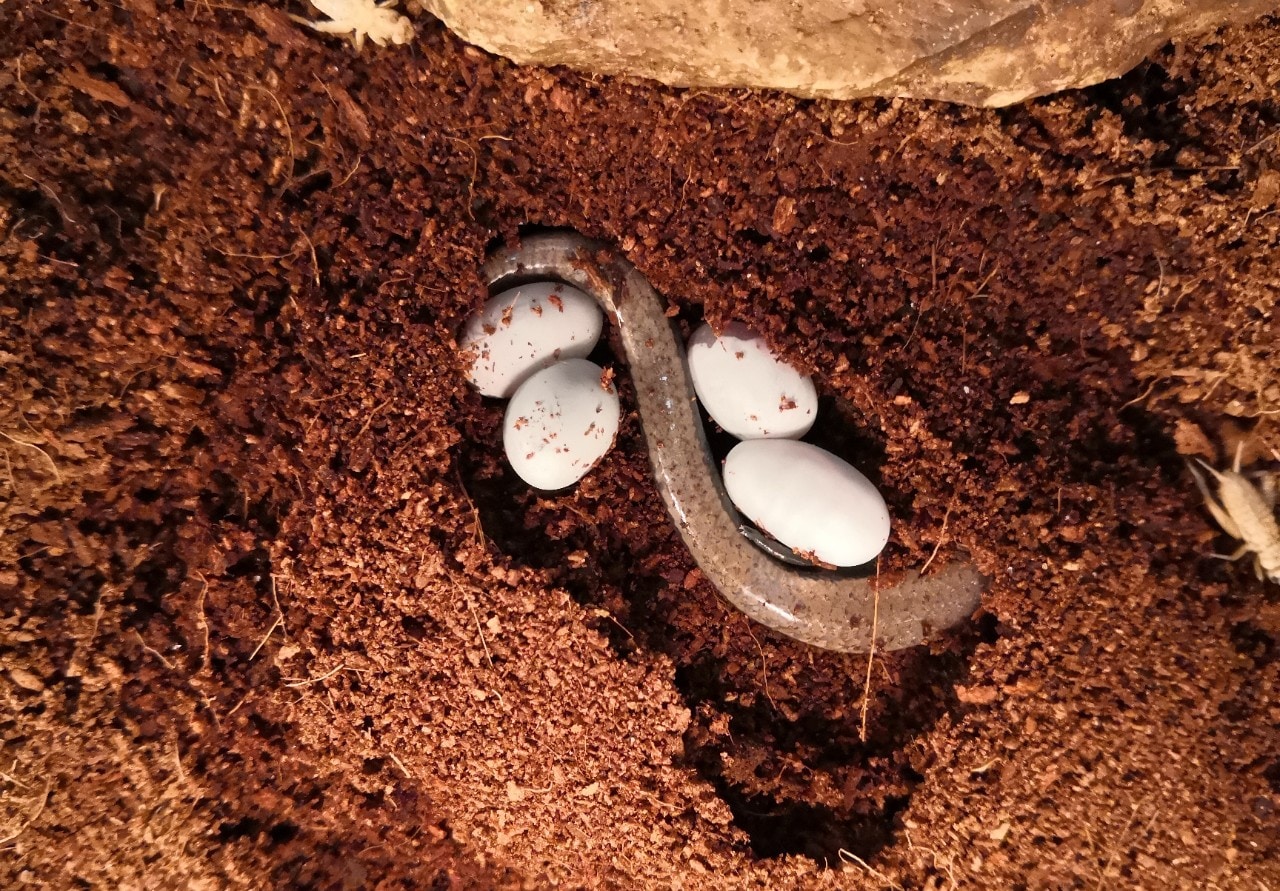 An egg-laying three-toed skink from near Sydney with its clutch of eggs. 