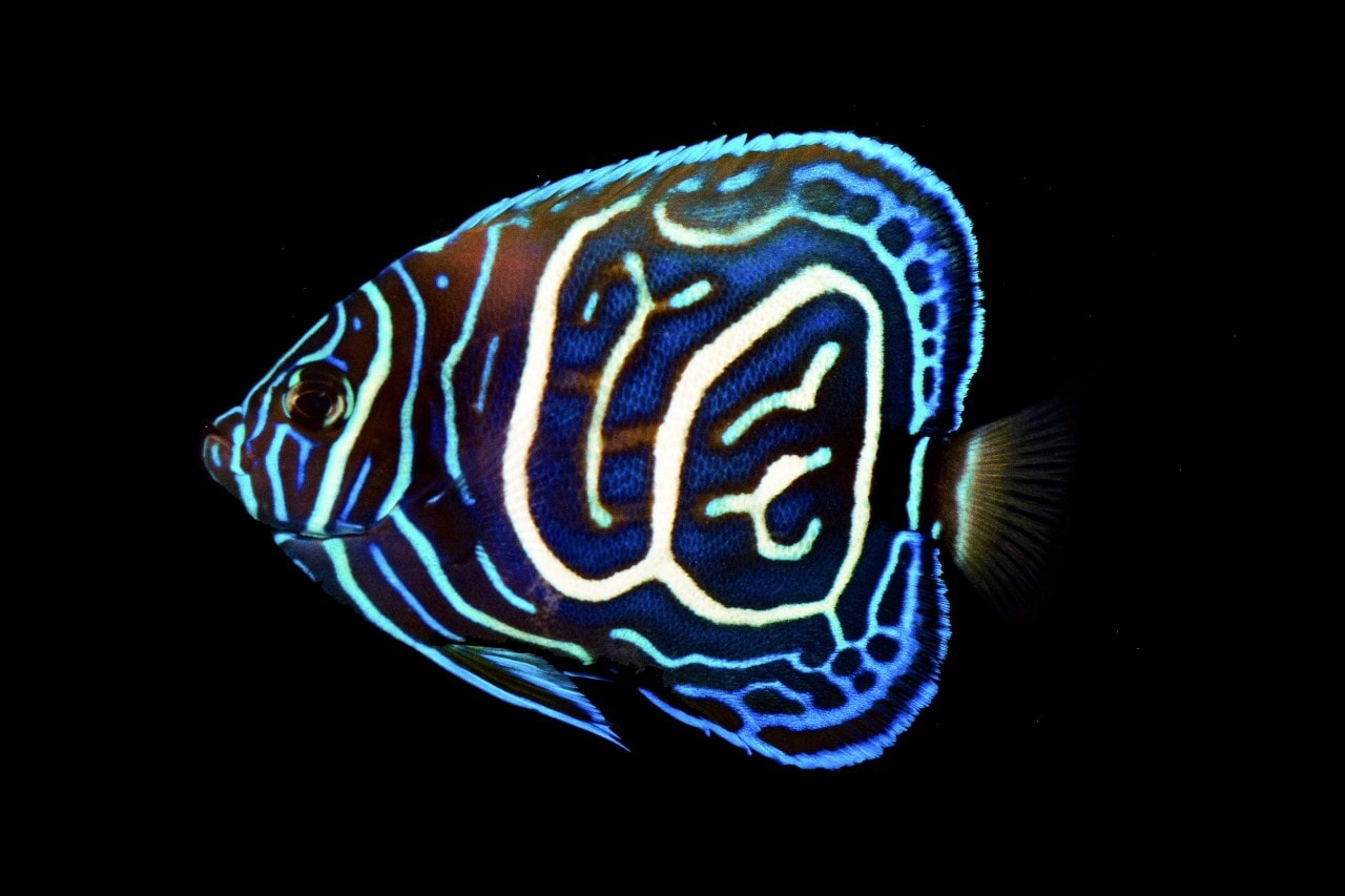 A juvenile angelfish hybrid.