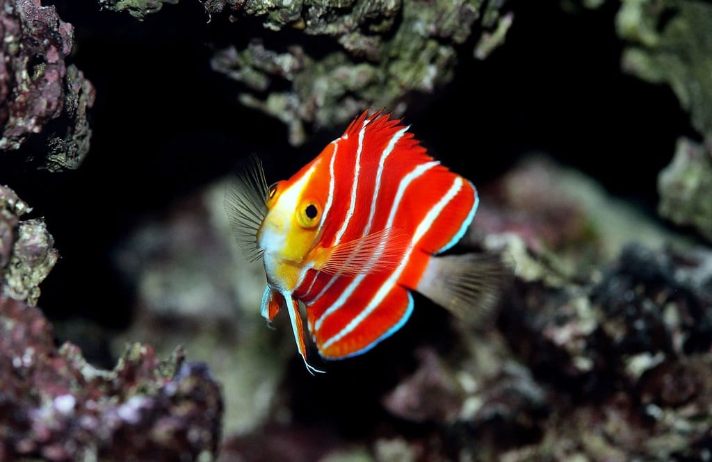 A peppermint angelfish.