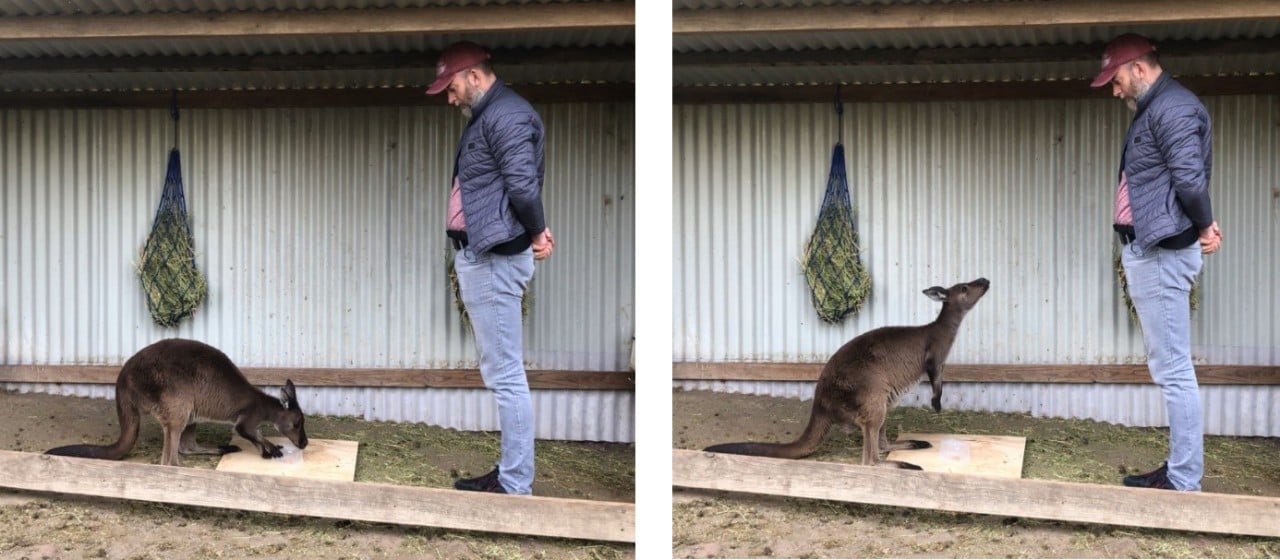 A kangaroo displays gaze alternation between the unsolvable box and human. The human pictured is lead author Dr Alan McElligott. (Credit: Alexandra Green, location Australian Reptile Park)