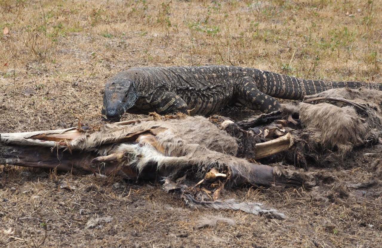Photo of a goanna feeding on a dead animal. 