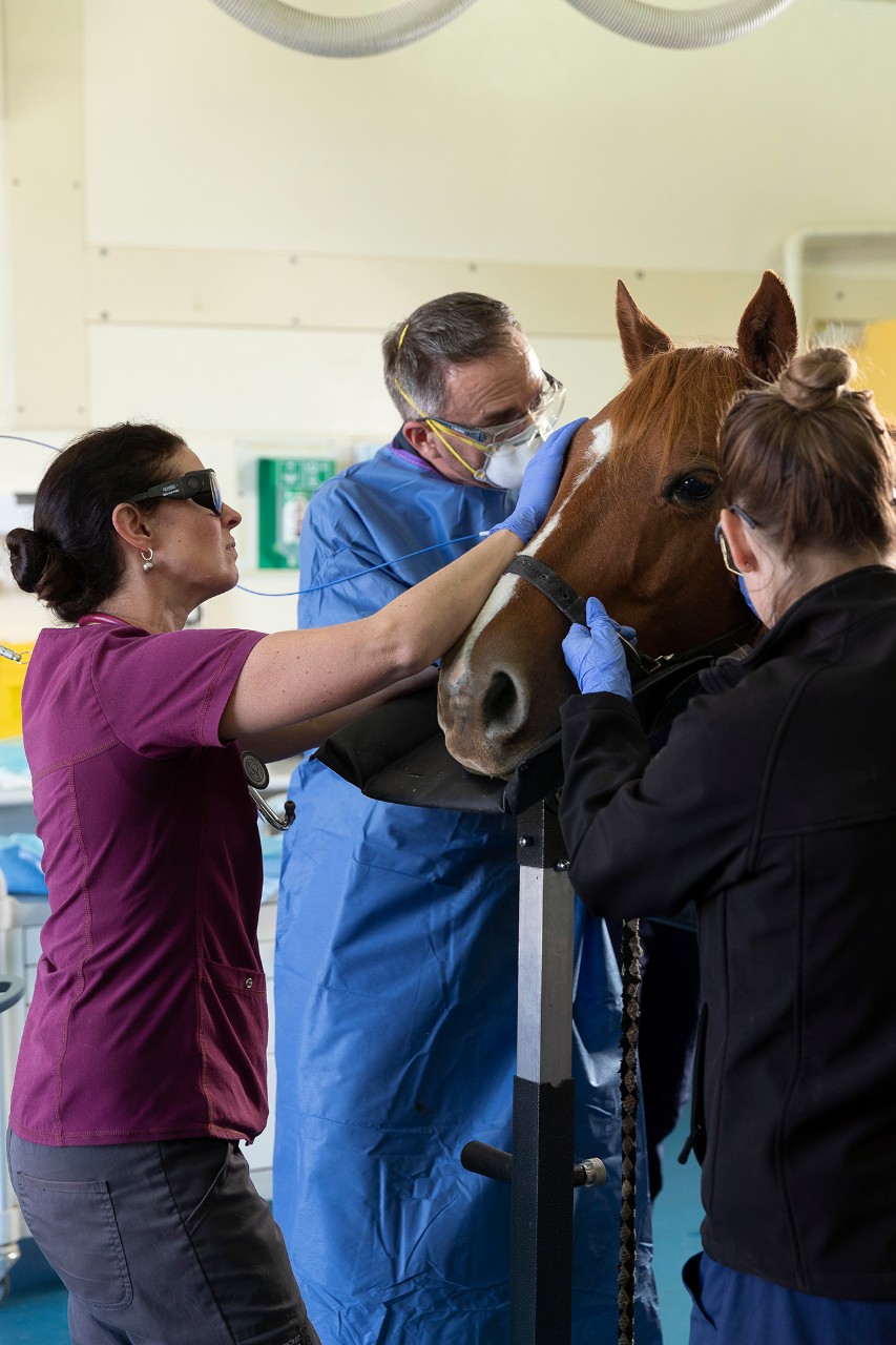 Three vets work with a horse