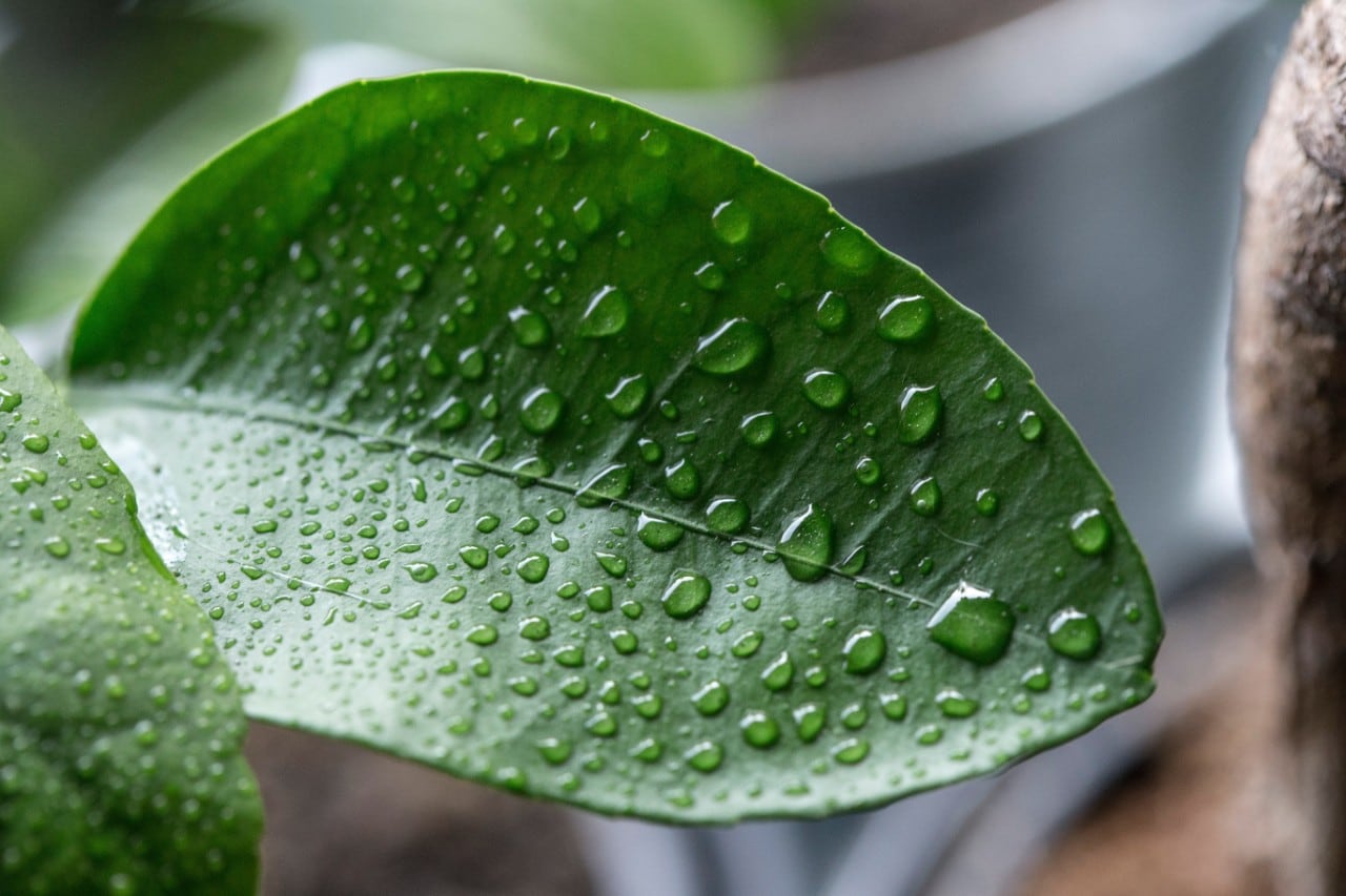 Photo of a leaf with water droplets