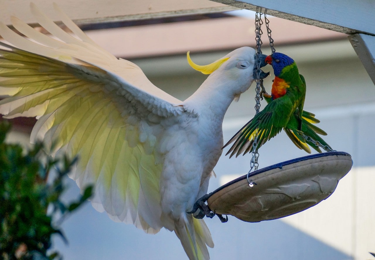 photo of a cockatoo and a lorikeet fighting over bird seed