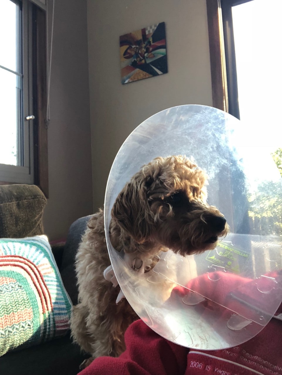 Photo of a small dog wearing a very large plastic cone