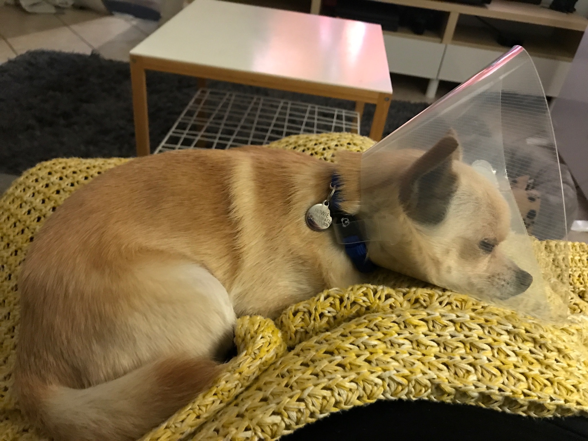 how do i make my dog comfortable after surgery