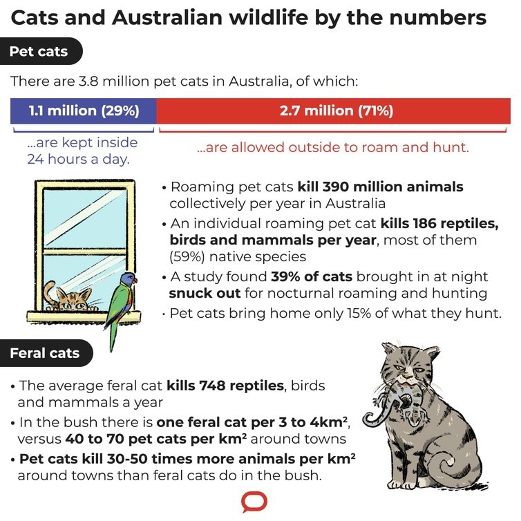 An illustration with facts and figures on cats 