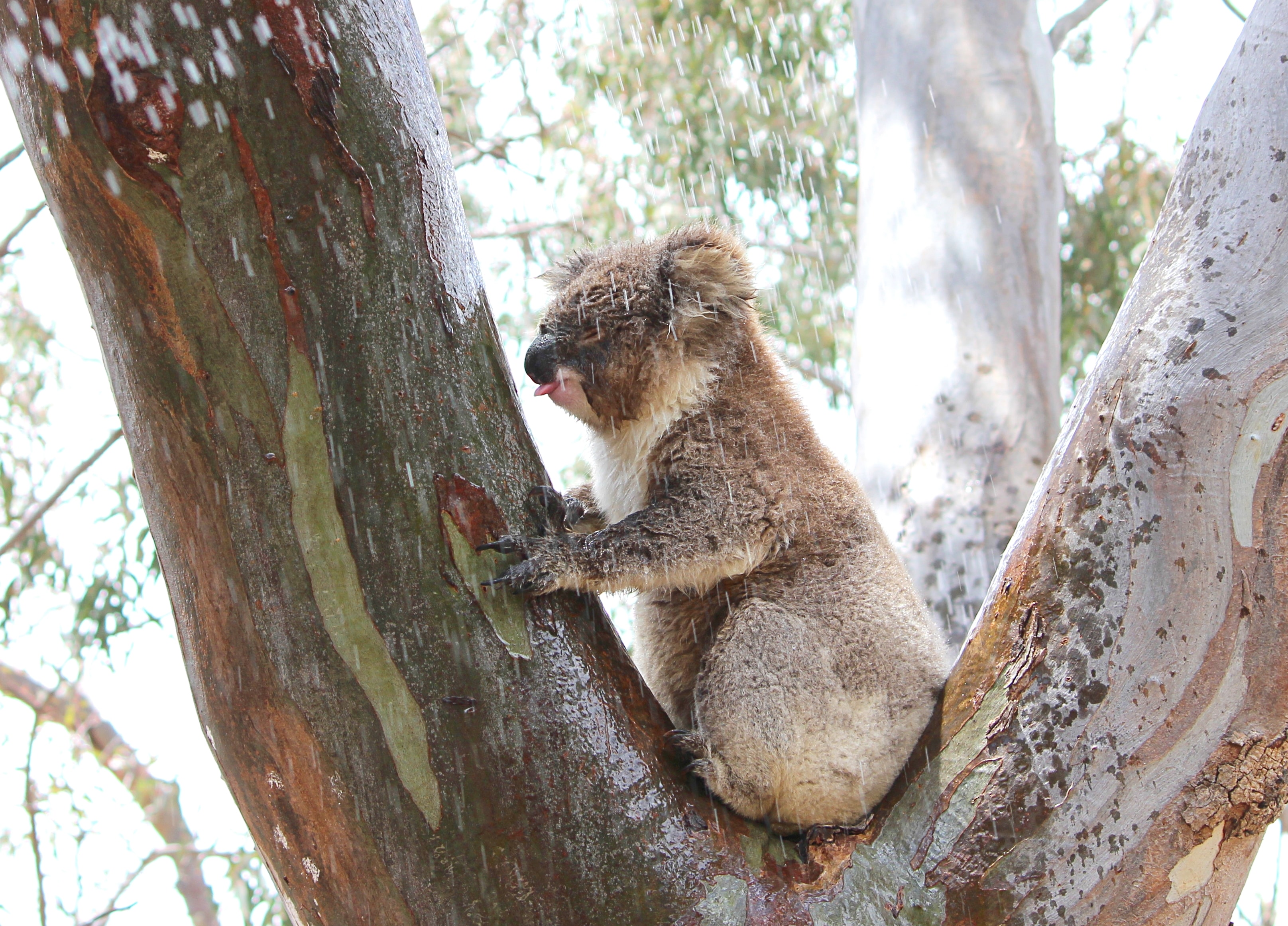 Tree trunks take a licking as koalas source water - News - The University of Sydney