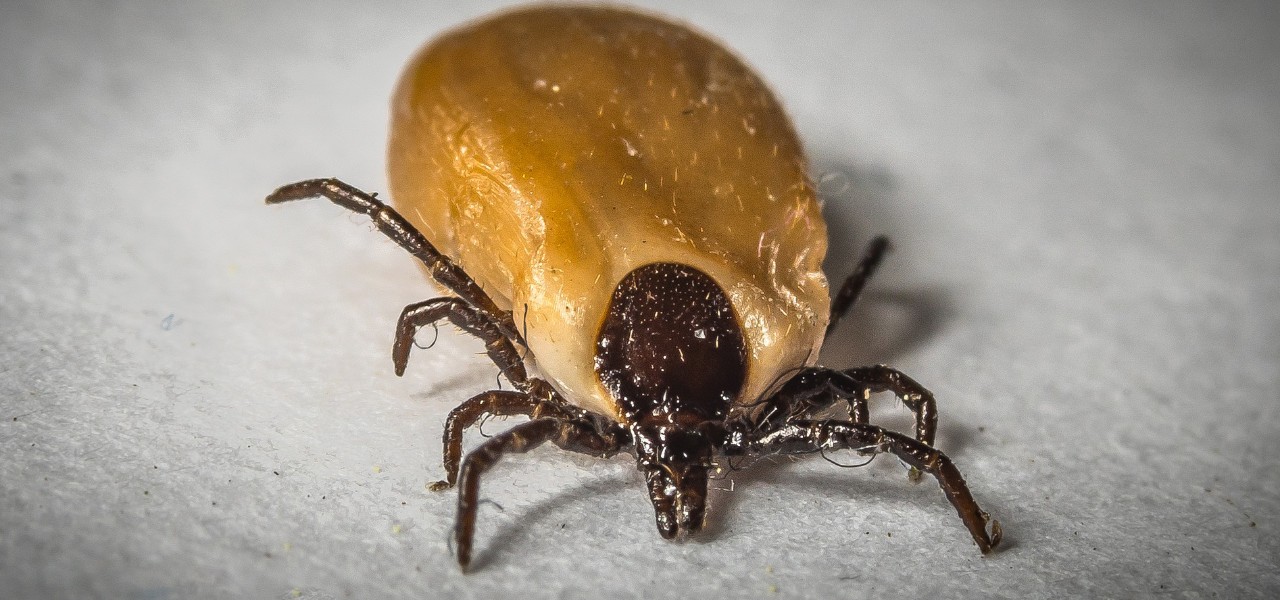 Ticks have an impressive arsenal of biologically active saliva proteins. Photo: Pixabay