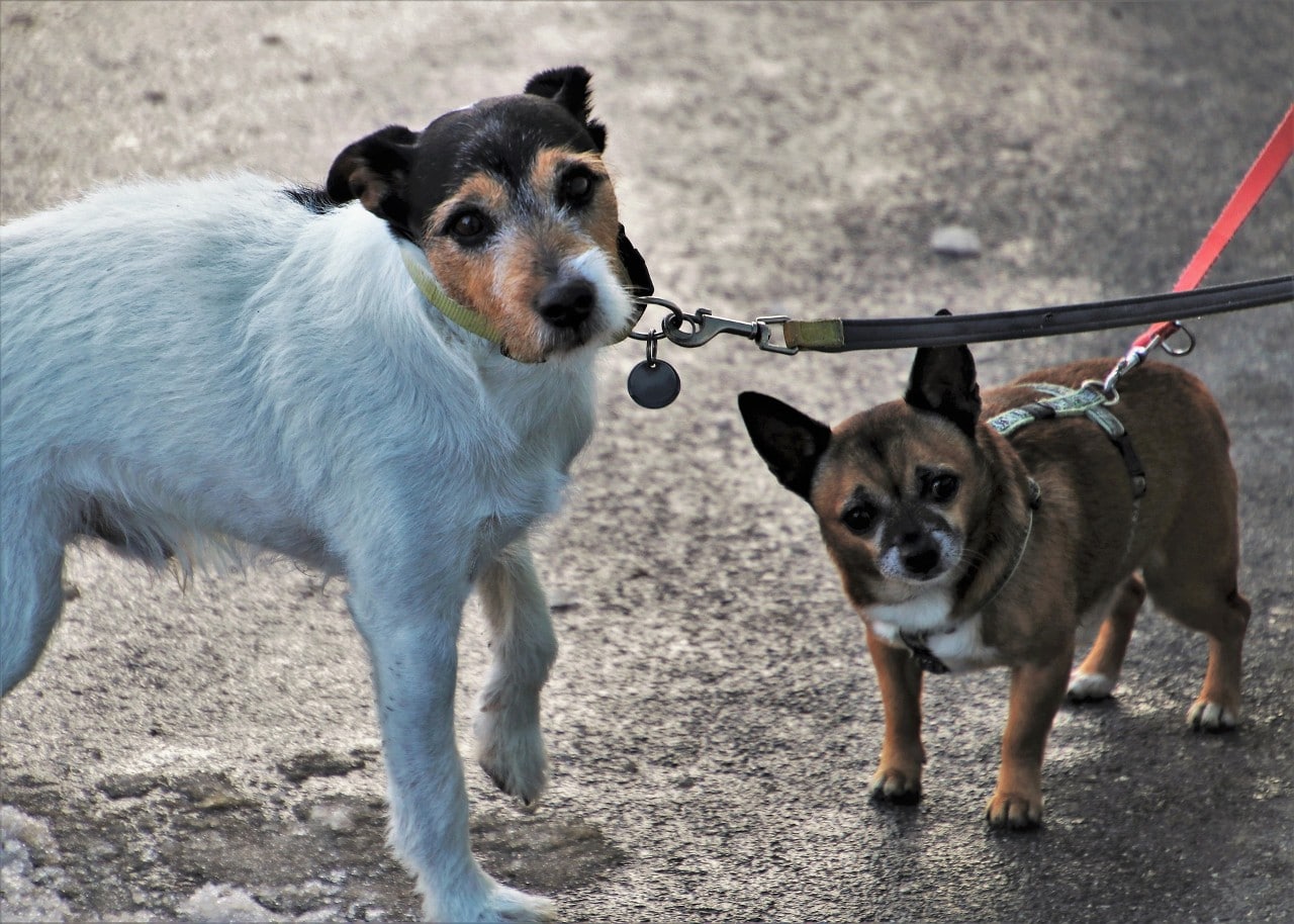 photo of two dogs on hot concrete