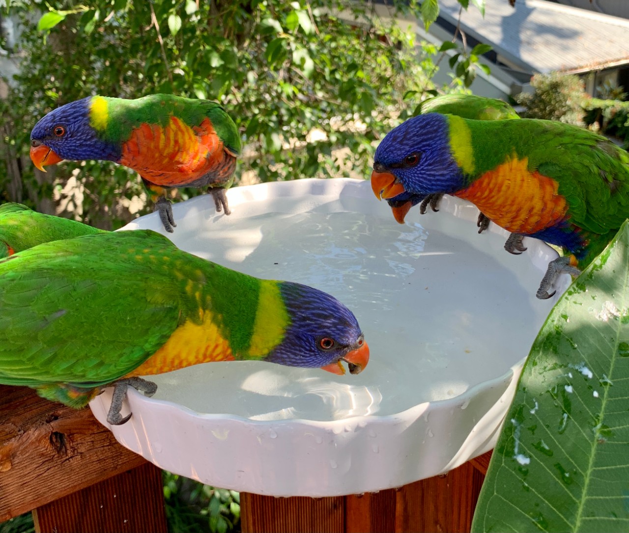 photo of a rainbow lorikeets drinking water from a birdbath
