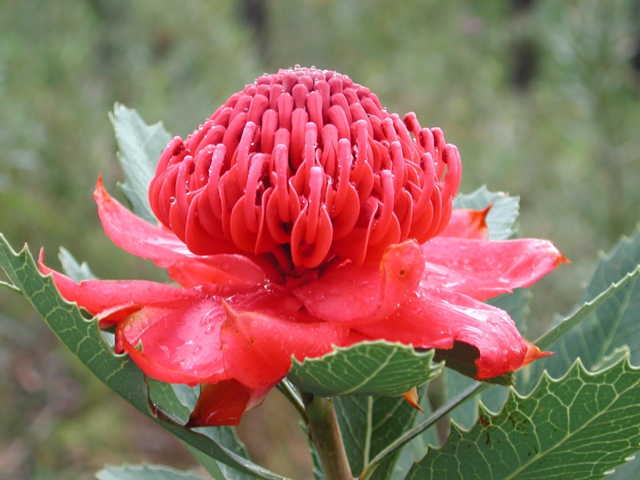 photo of a red waratah flower in the rain 