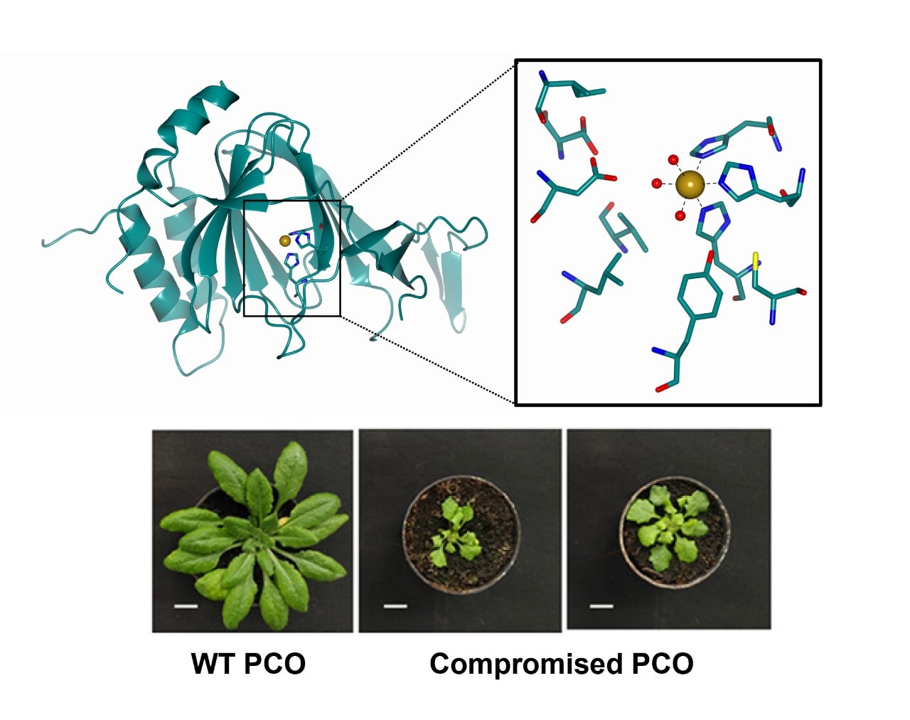 Crystal structure of PCO4, with comparison of 'wild type' (WT) crop and affected crop.