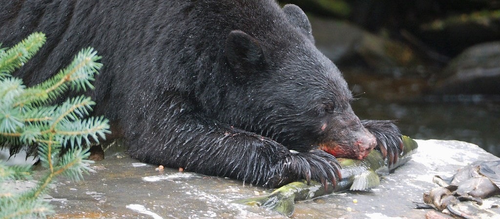 Black bear (Ursus americanus). Photo: Judy Gallagher/CC