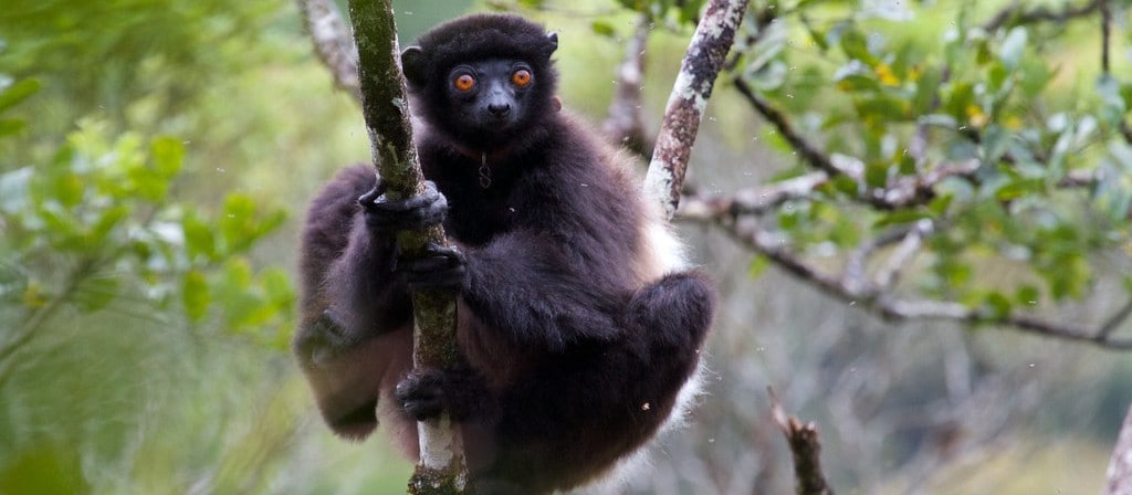 The Milne Edwards sifaka (lemur) in Madagascar. Photo Brian Gratwicke/CC