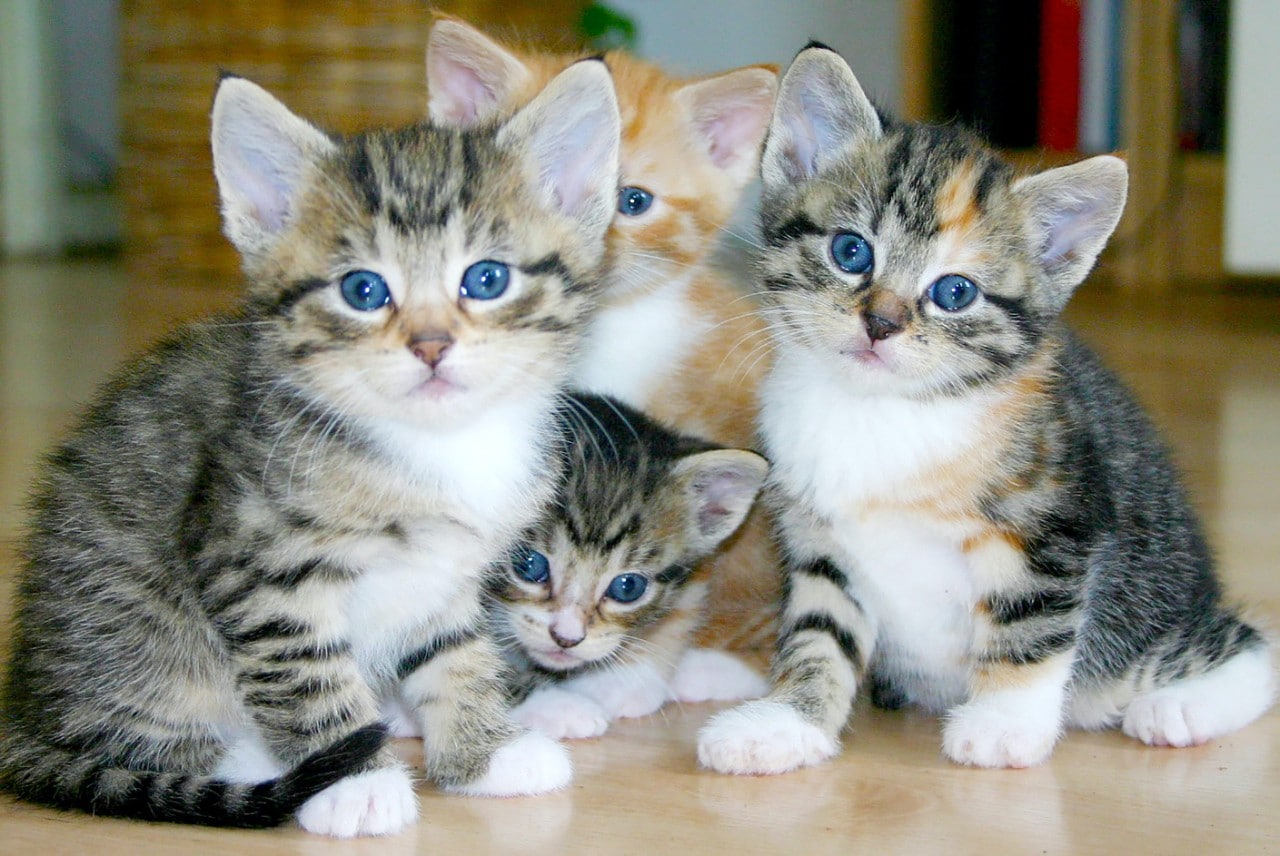 Photo of four grey kittens all looking at the camera