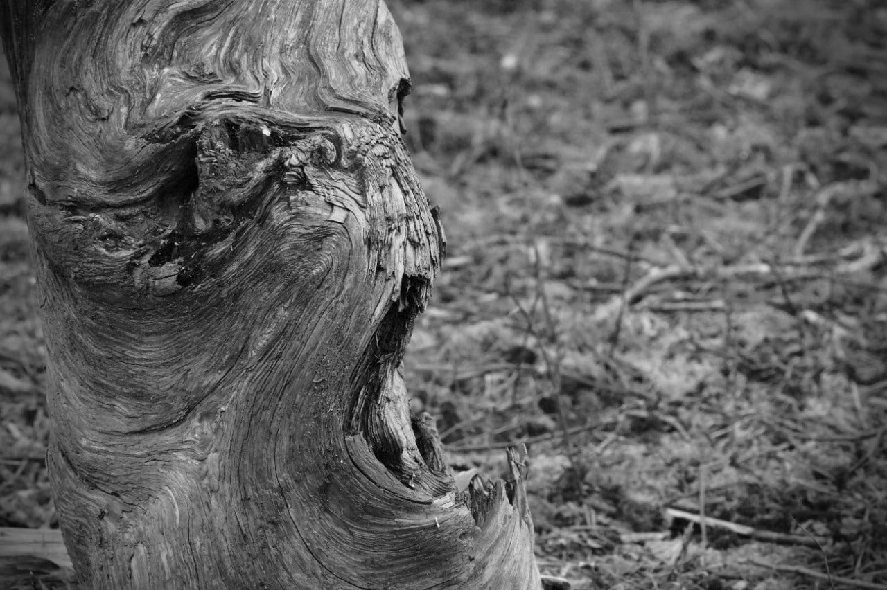 Angry face in a tree trunk
