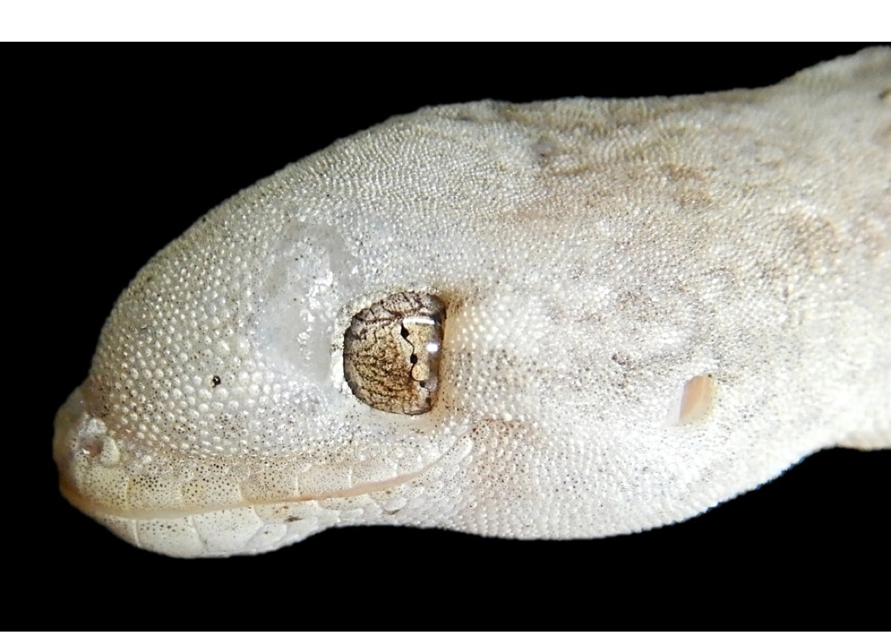 Infected gecko displaying severe head and facial swelling associated with Enterococcus lacertideformus infection.