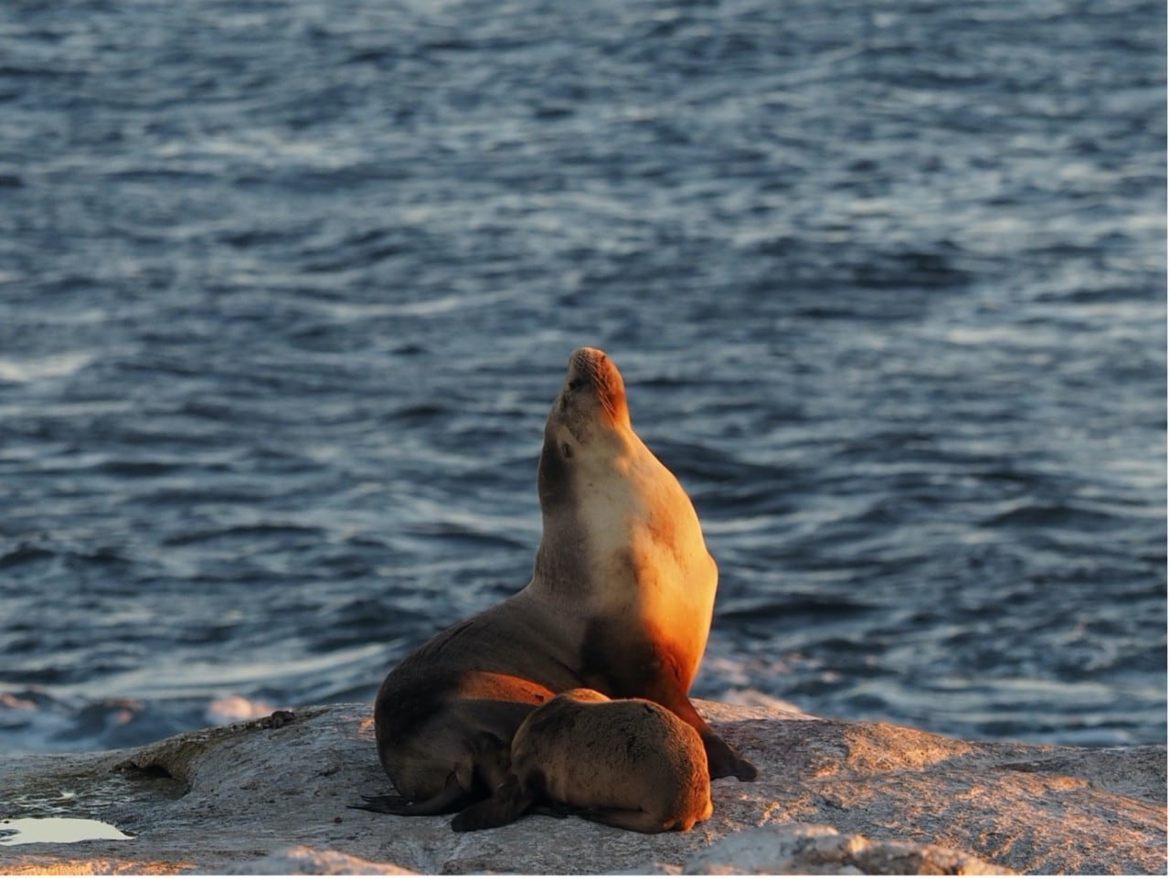 Australian sea lions at Dangerous Reef, SA. 