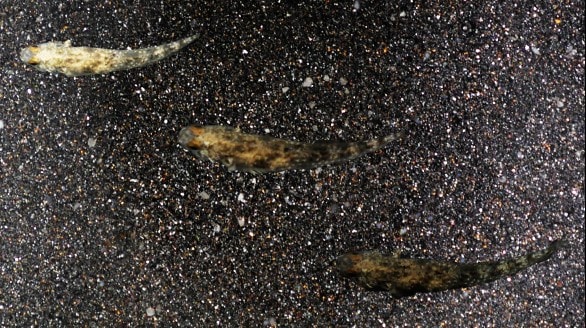 A goby camouflaging. 