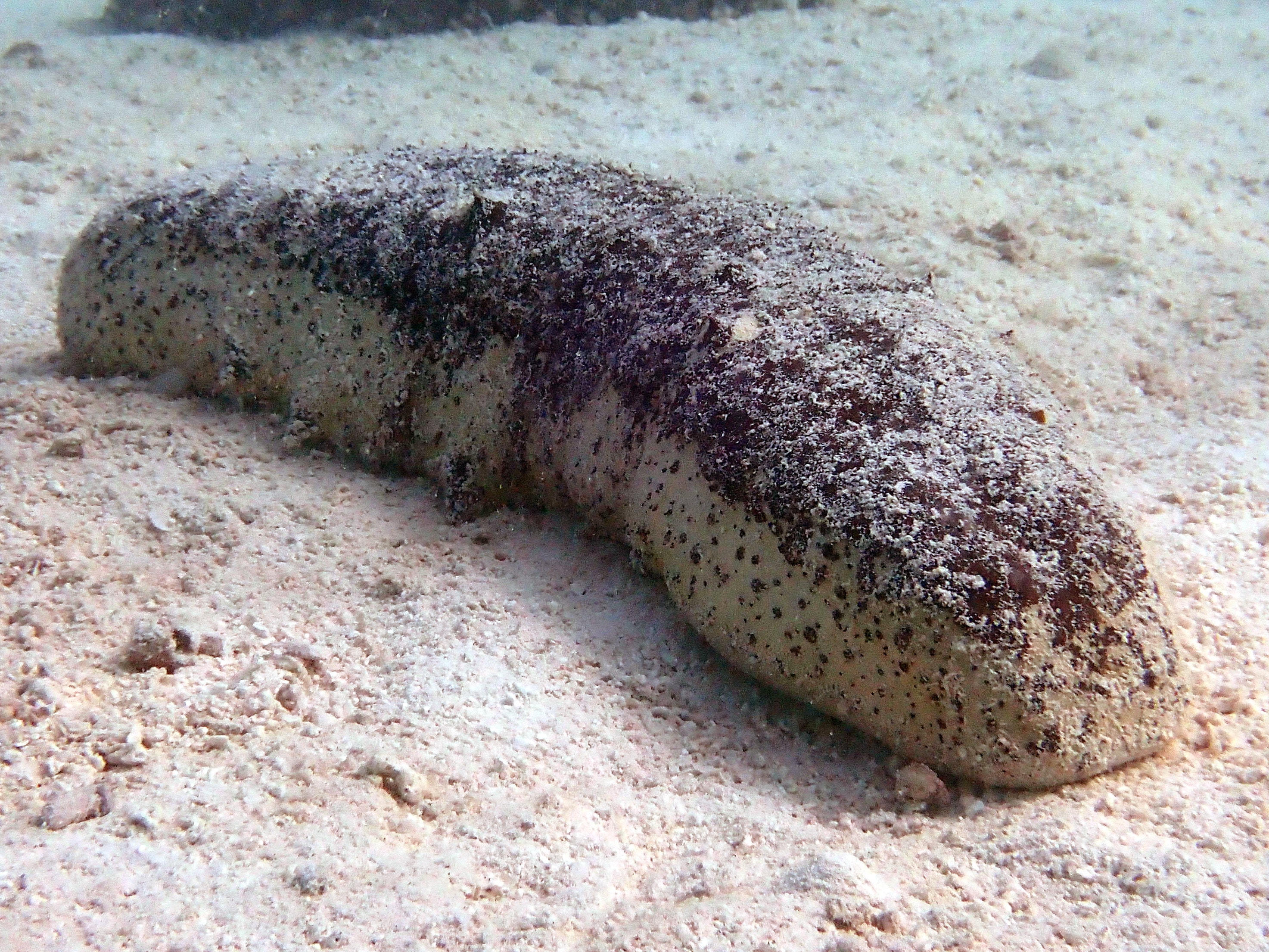 Endangered delicacy Tropical sea cucumbers in trouble - The University of  Sydney